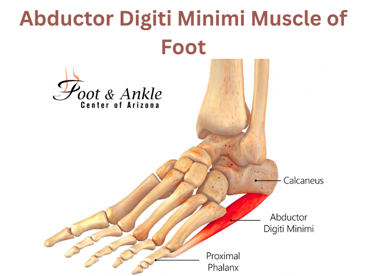 Abductor digiti minimi muscle of foot
