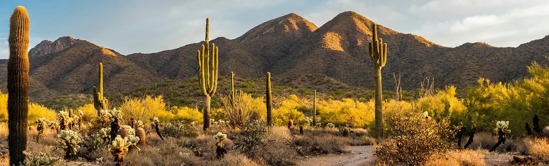 Morning-light-in-the-Sonoran-desert-in-Scottsdale-Arizona