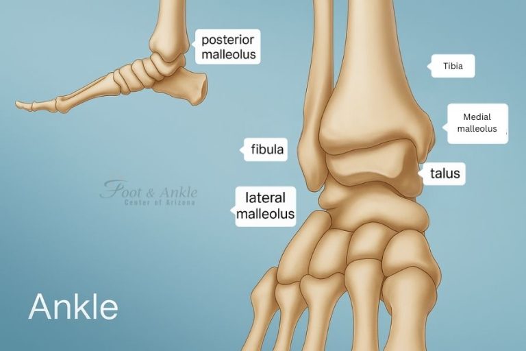 Weight Bearing Bone